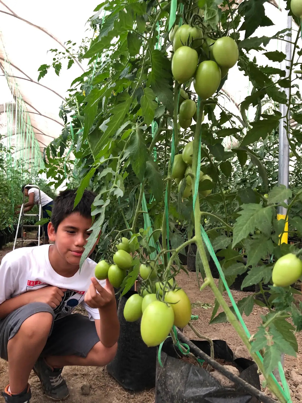 Cuidado de los tomates dentro del invernadero