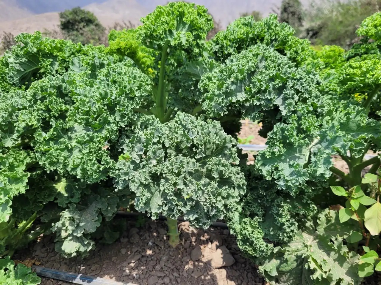 Hojas verdes creciendo en el fundo