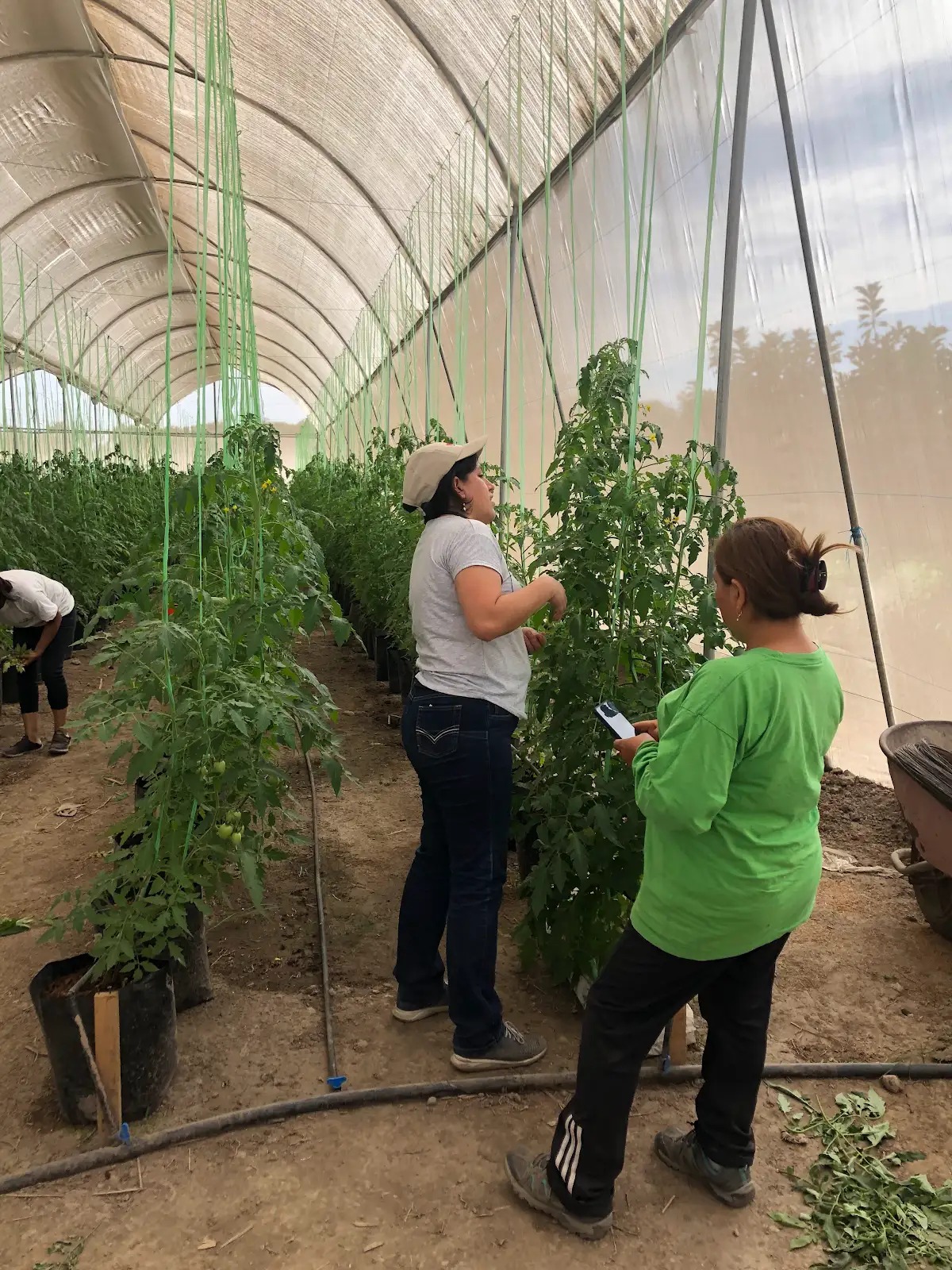 Trabajo compartido en el cuidado de las plantas del invernadero