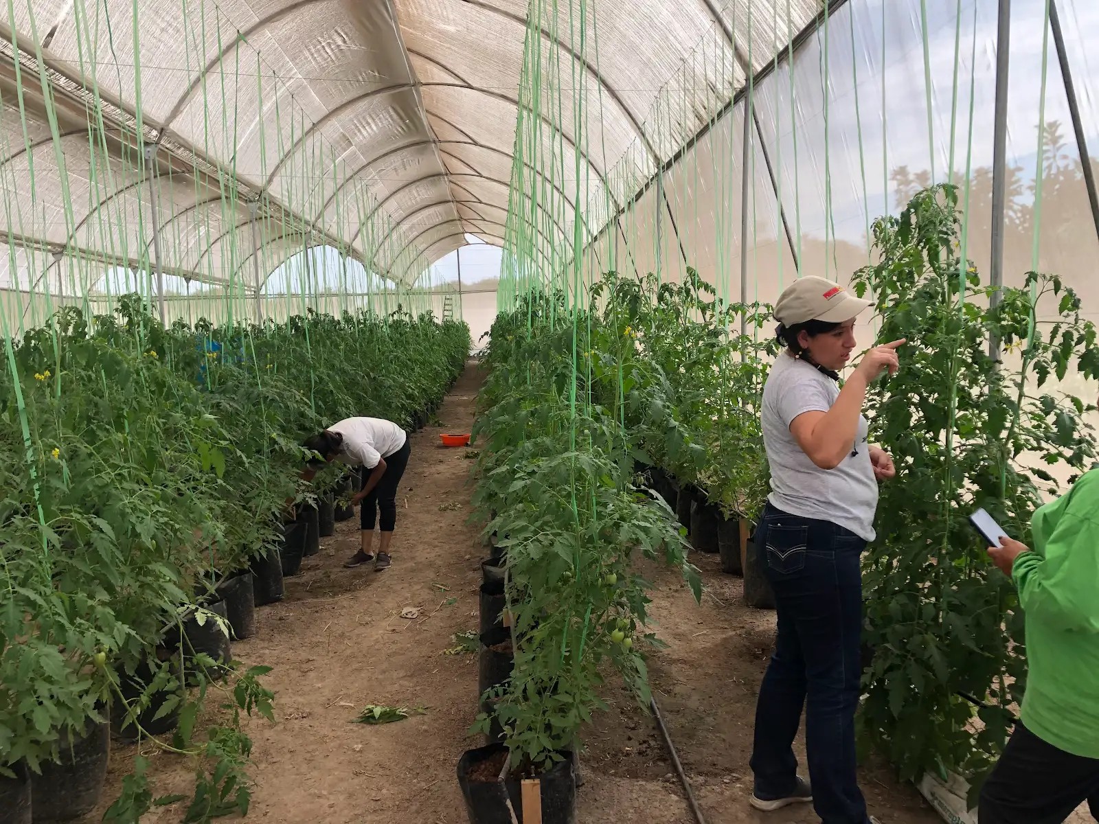 Personas trabajando juntas con las plantas de tomate
