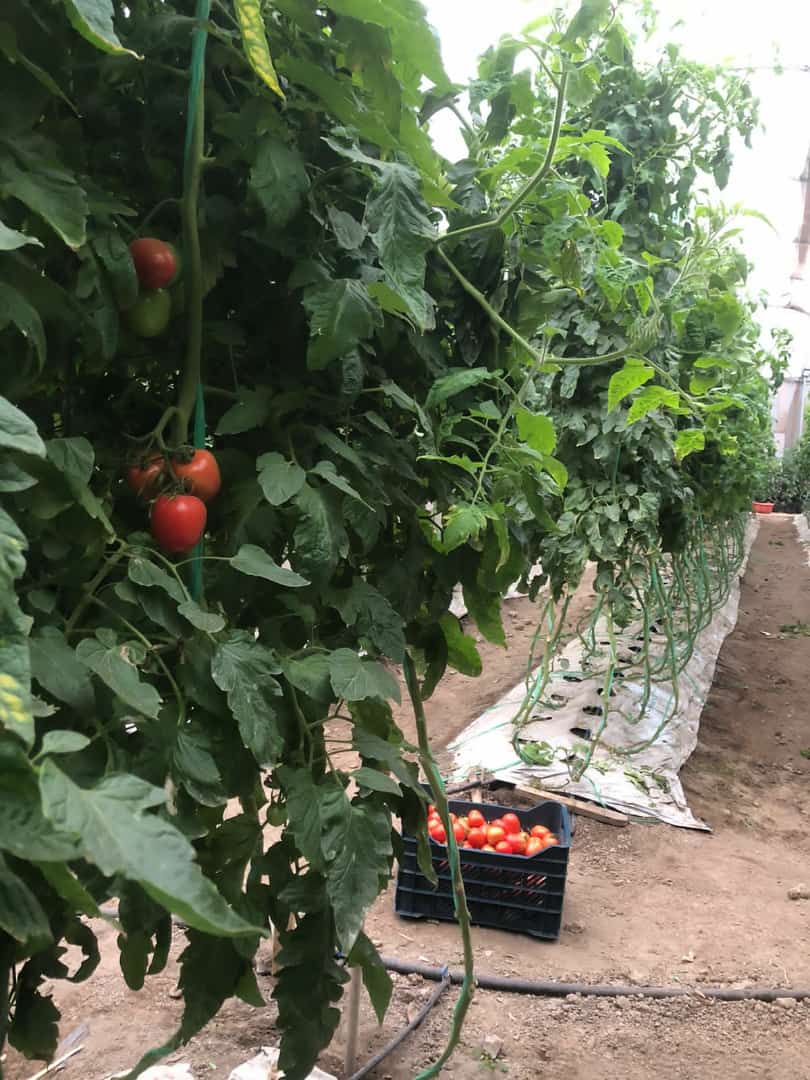Tomates en la planta y una caja de cosecha en el pasillo del invernadero