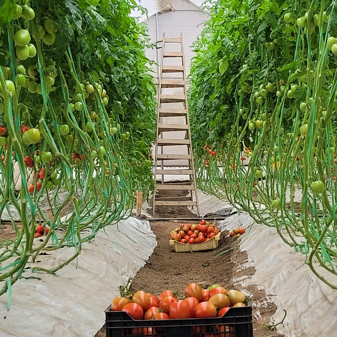 Cajas de tomates cosechados entre las hileras del invernadero