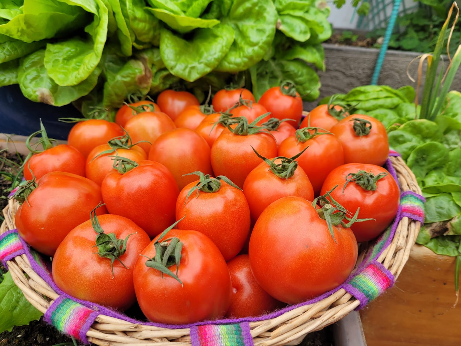 Canasta de tomates cosechados