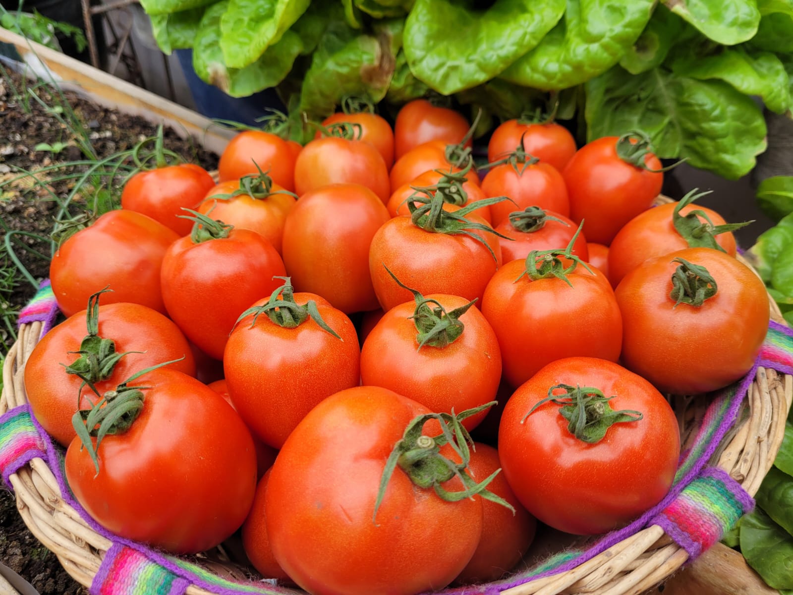 Detalle de tomates rojos en una canasta