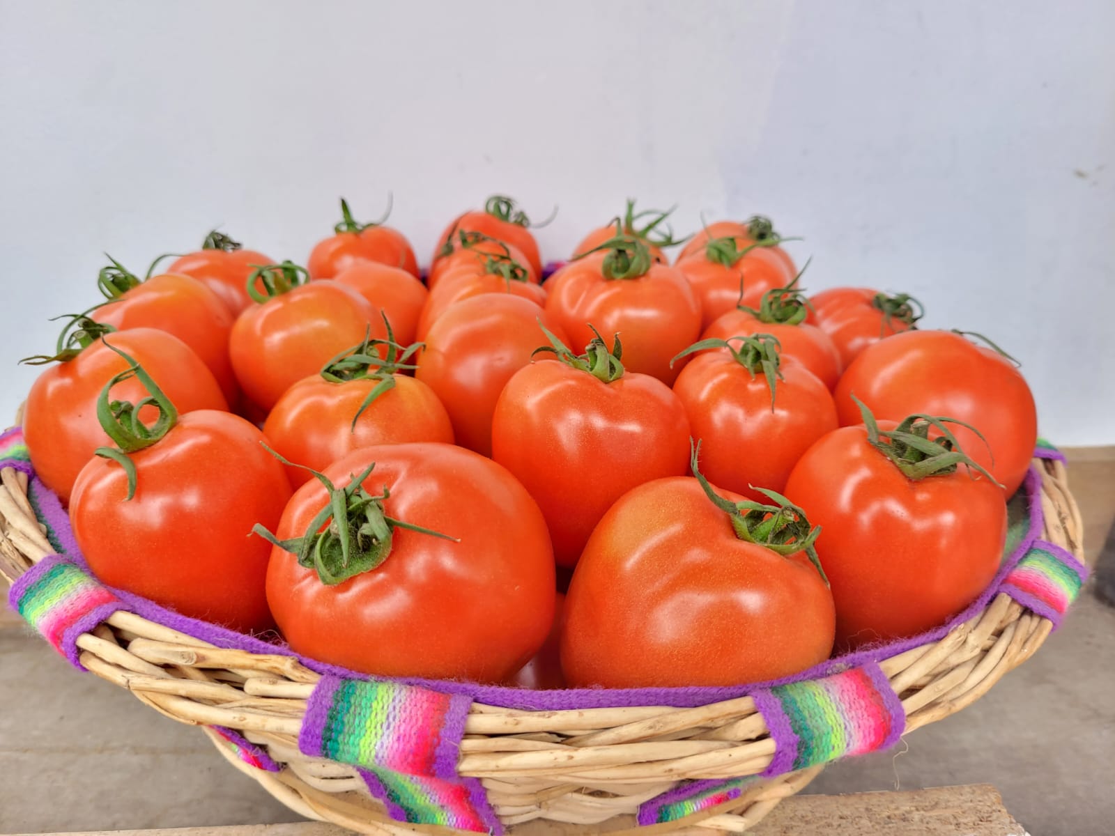 Canasta llena de tomates rojos recién cosechados