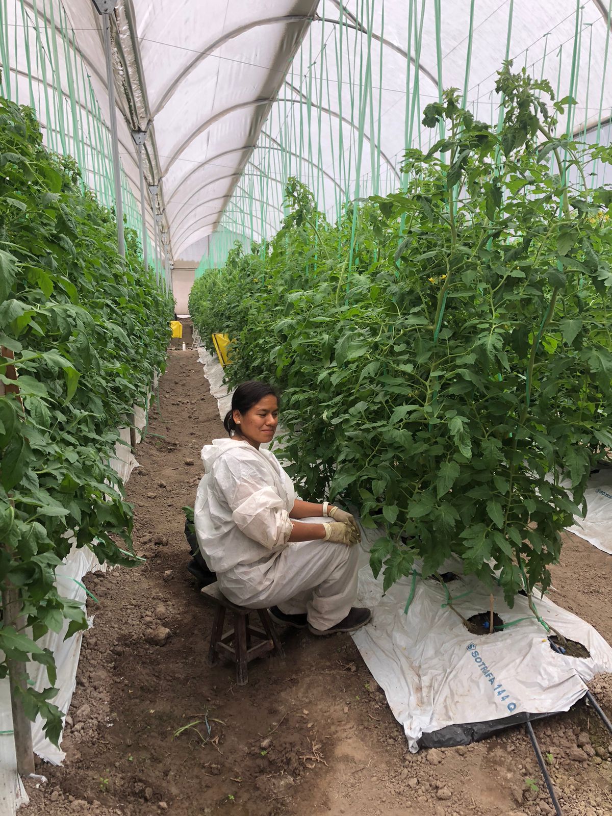 Una persona con guantes realizando labores al pie de las plantas de tomate