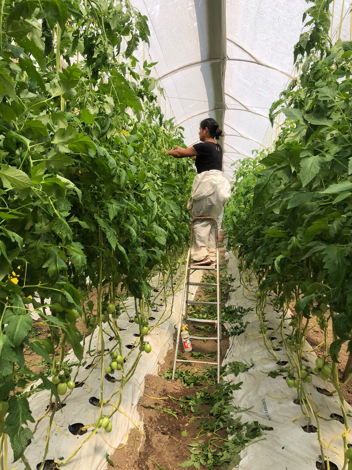 Una persona sobre una escalera cuidando las plantas de tomate