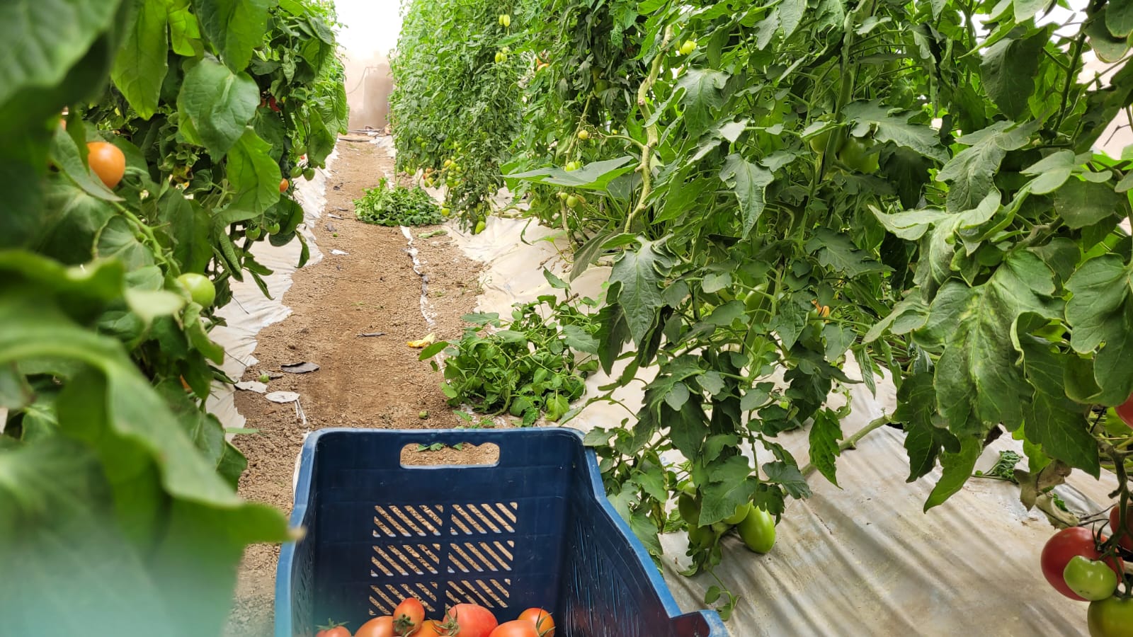Caja de tomates al inicio de un pasillo del invernadero