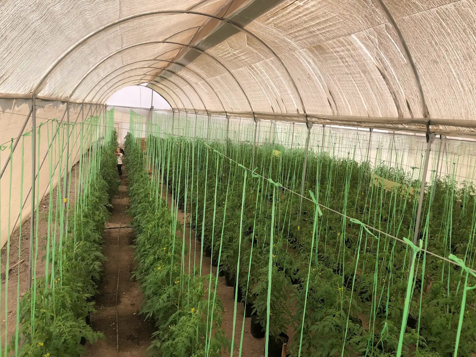 El invernadero cubierto y lleno de plantas