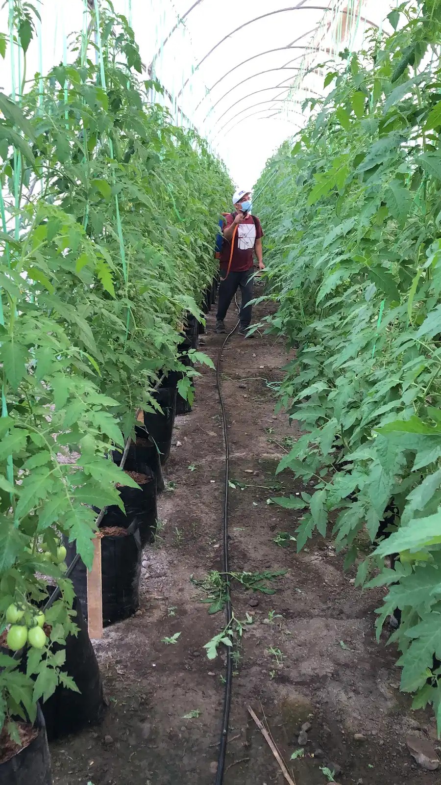Una persona realizando labores entre las hileras de tomates del invernadero