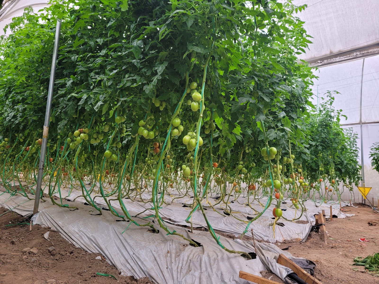 Plantas de tomate cargadas de frutos y sostenidas por tutores dentro del invernadero