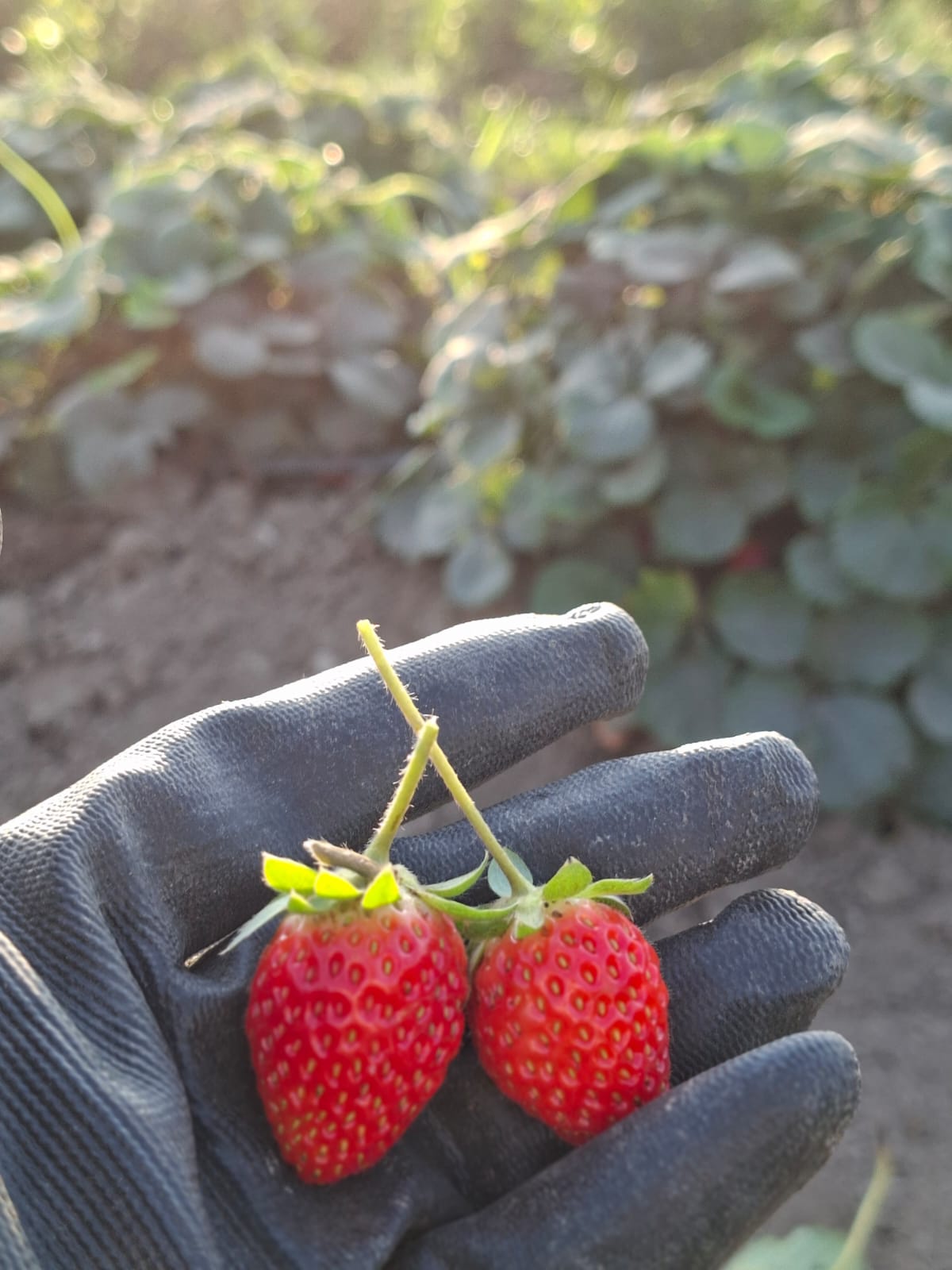 Dos fresas rojas recién recogidas sobre una mano con guante