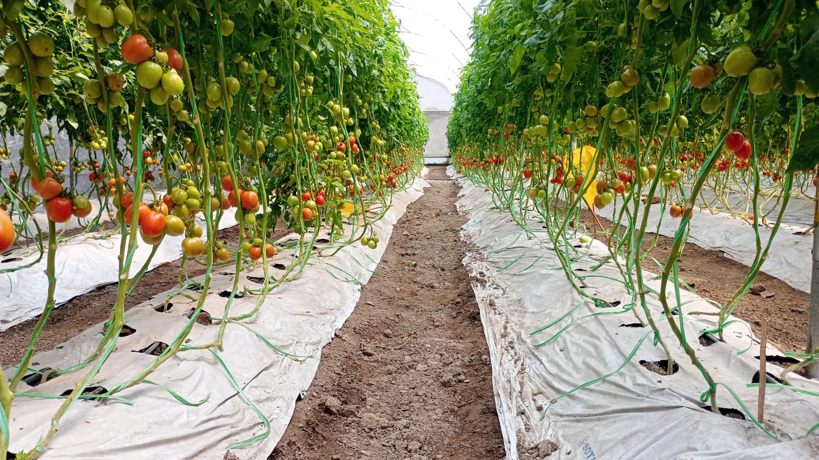Pasillo del invernadero entre hileras de plantas con tomates verdes y rojos