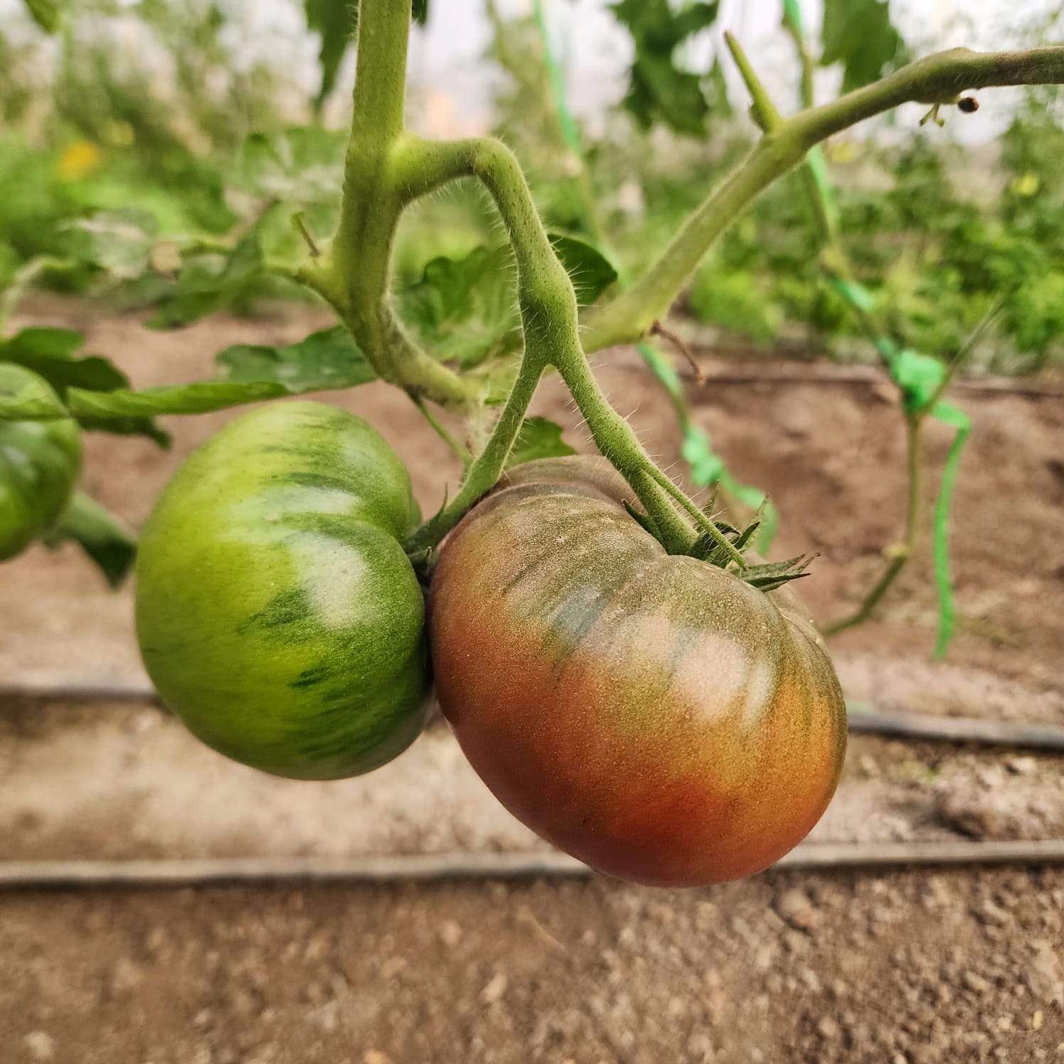 Dos tomates de tonos verdes y rojizos madurando en la planta