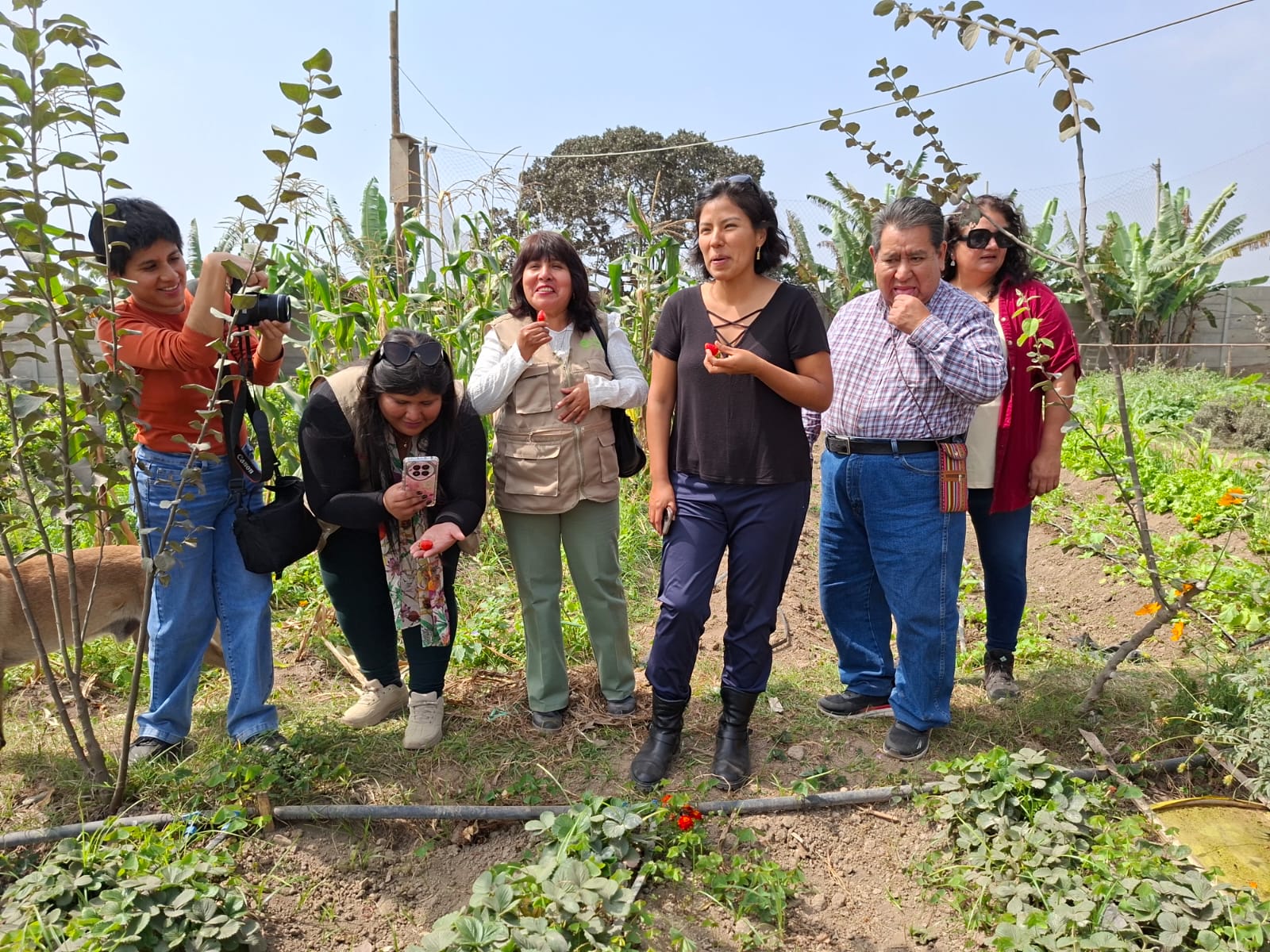 Visitantes probando fresas y fotografiando los cultivos durante el recorrido