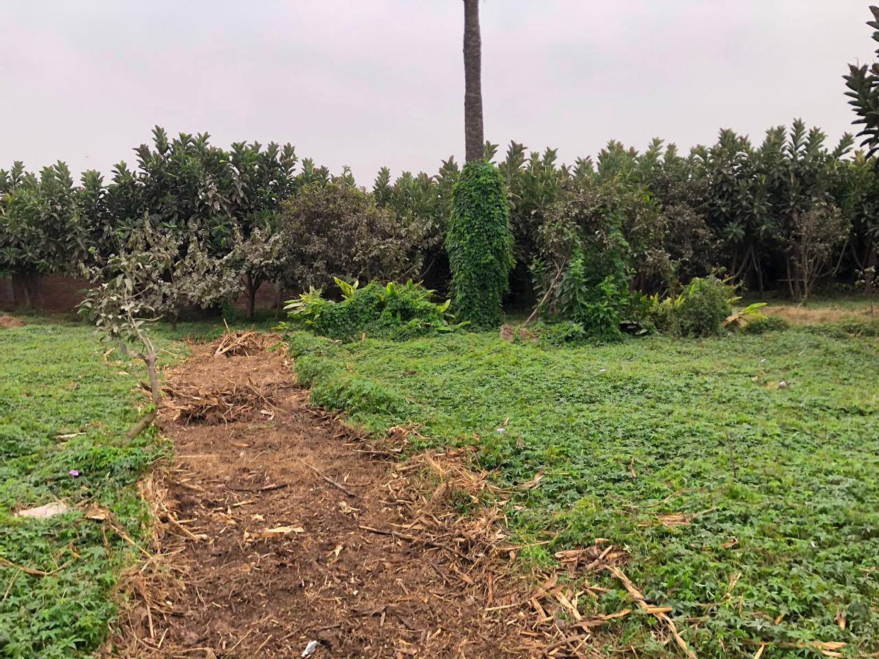 Sendero rodeado de vegetación y árboles del fundo