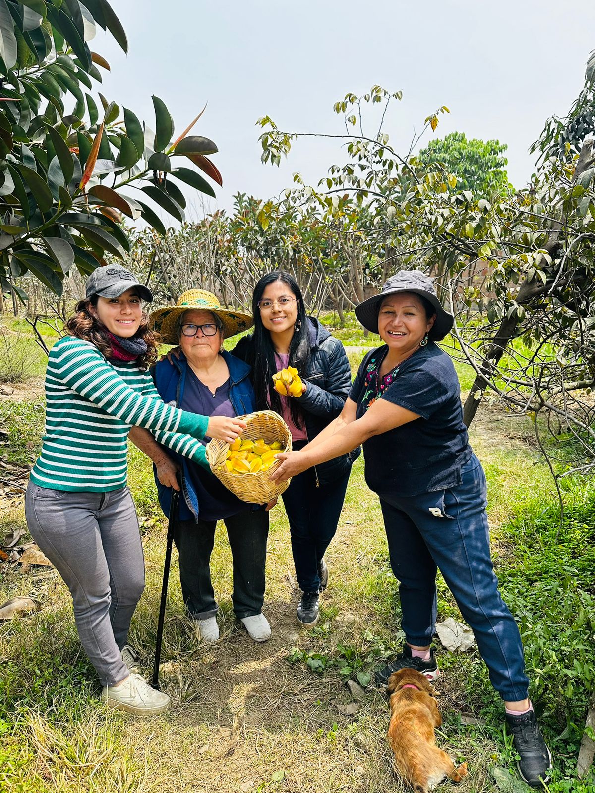 Cuatro visitantes sosteniendo una canasta de frutos amarillos entre los árboles