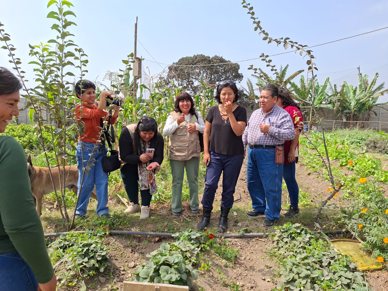 Grupo de visitantes probando fresas durante el recorrido por el huerto