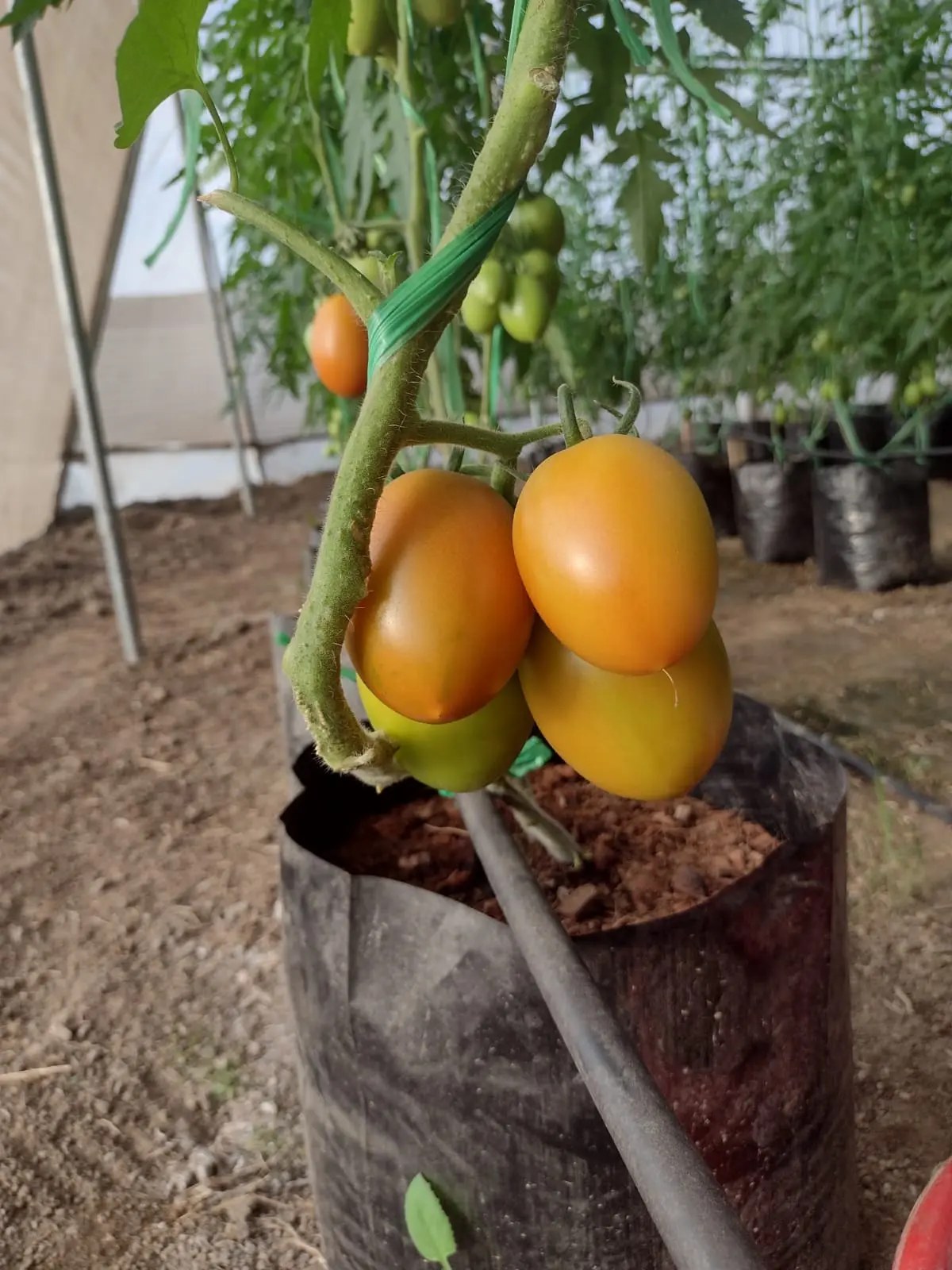 Tomates amarillos y anaranjados madurando en la planta