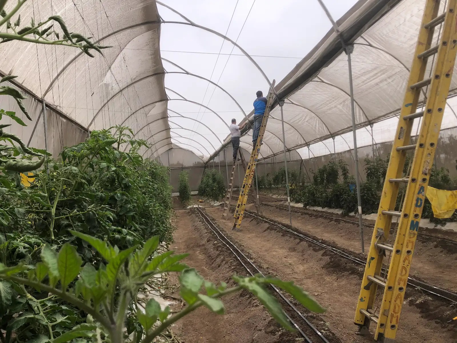 Dos personas construyendo juntas la estructura del invernadero
