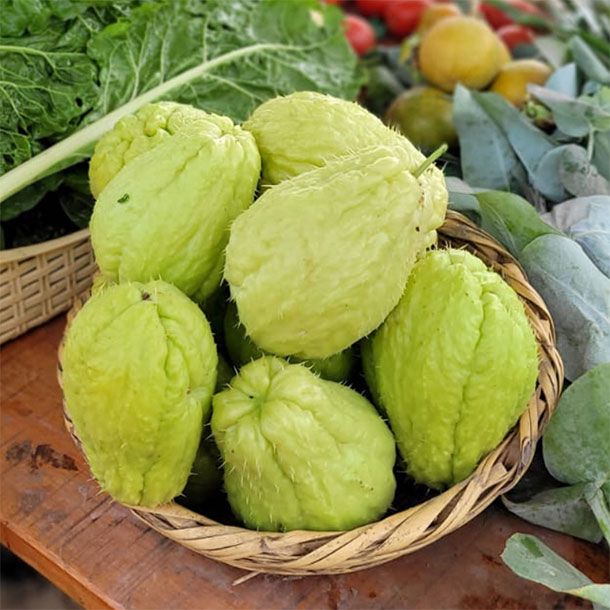 Calabaza Chilena (Und)