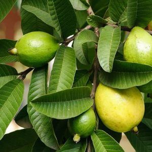Hoja de Guayaba (atado)