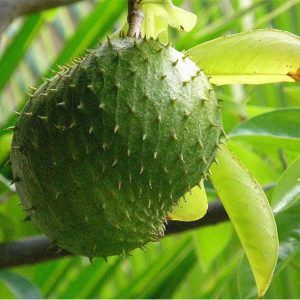 Hoja de Guanabana (atado)