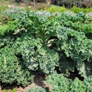Kale (atado)
