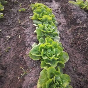 Lechuga Seda (und)