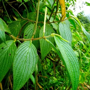 Hoja de Matico (atado)