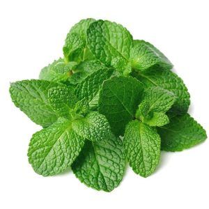 Menta (atado)