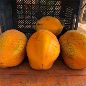 Papaya dulce (Kilo)